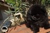 Pomeranian OBY