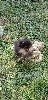 Mminuscule femelle pomeranian black and tan Oligan