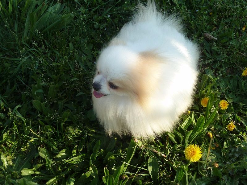 G'star du royaume des petits Anges