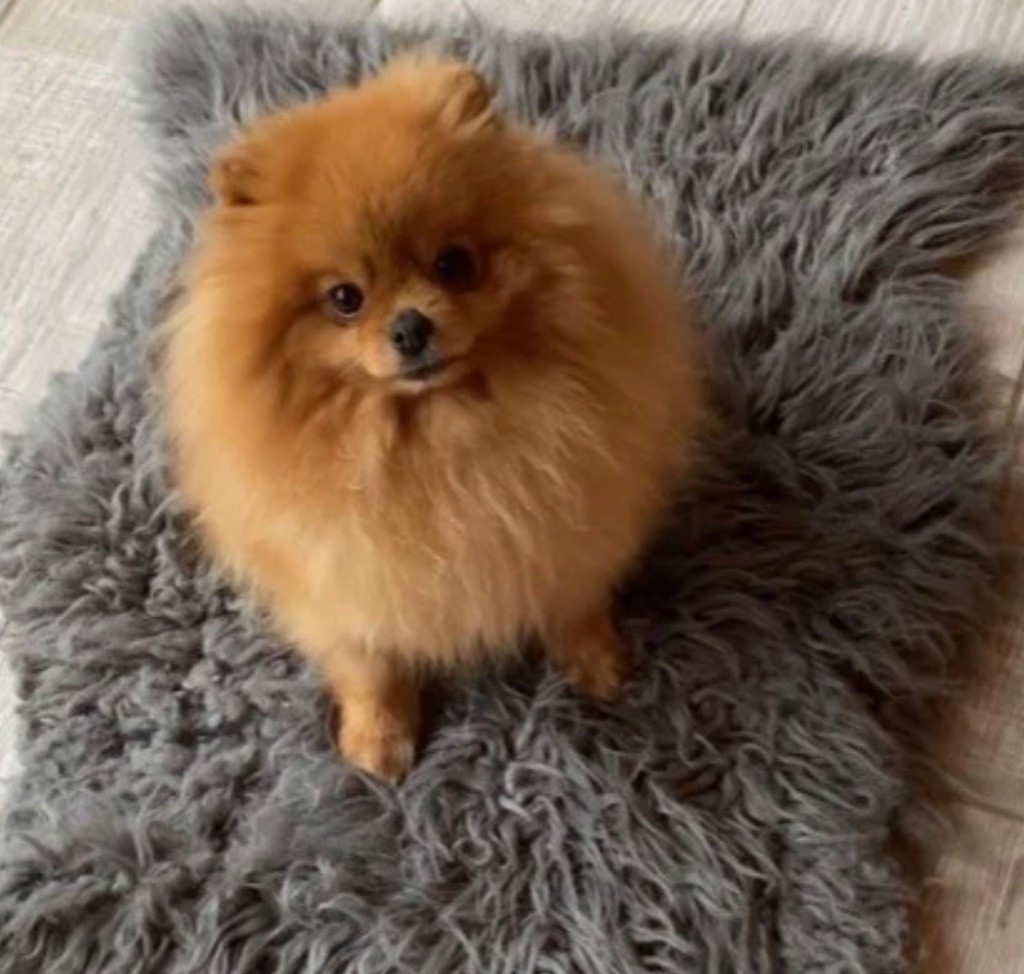 kama pom style Cherry frenkiss