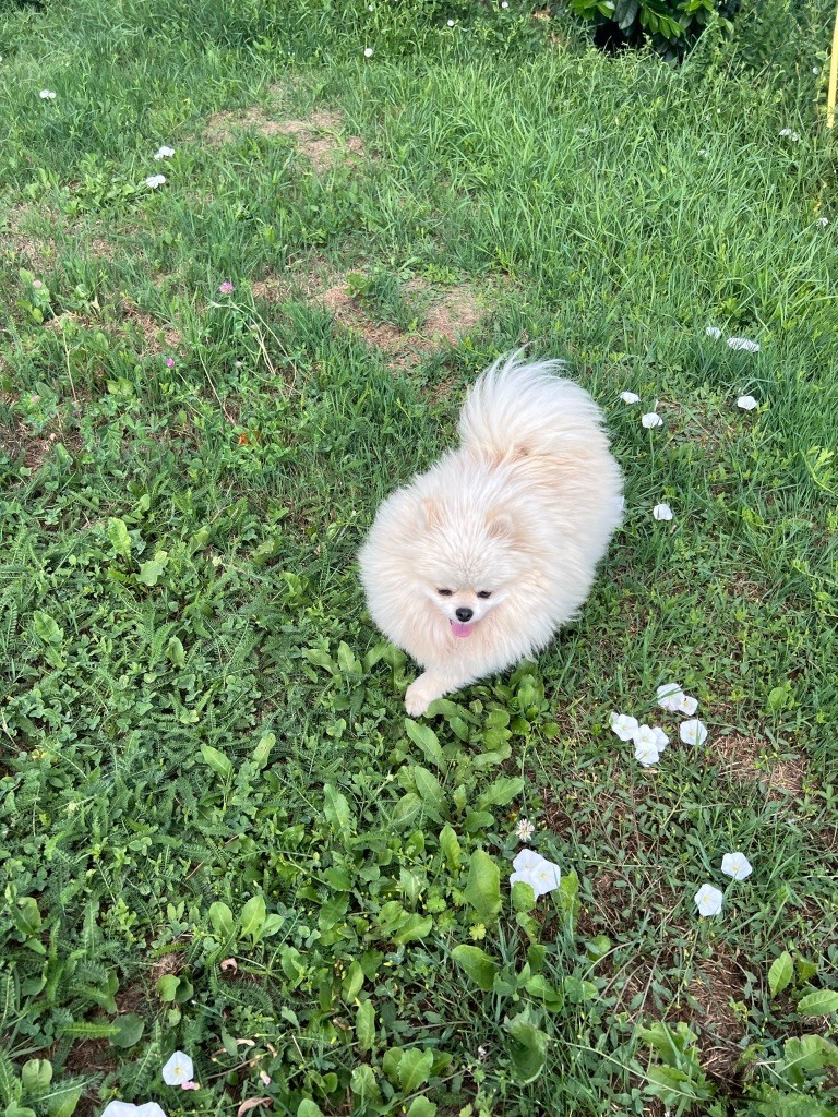 Teffi belle boule de marie