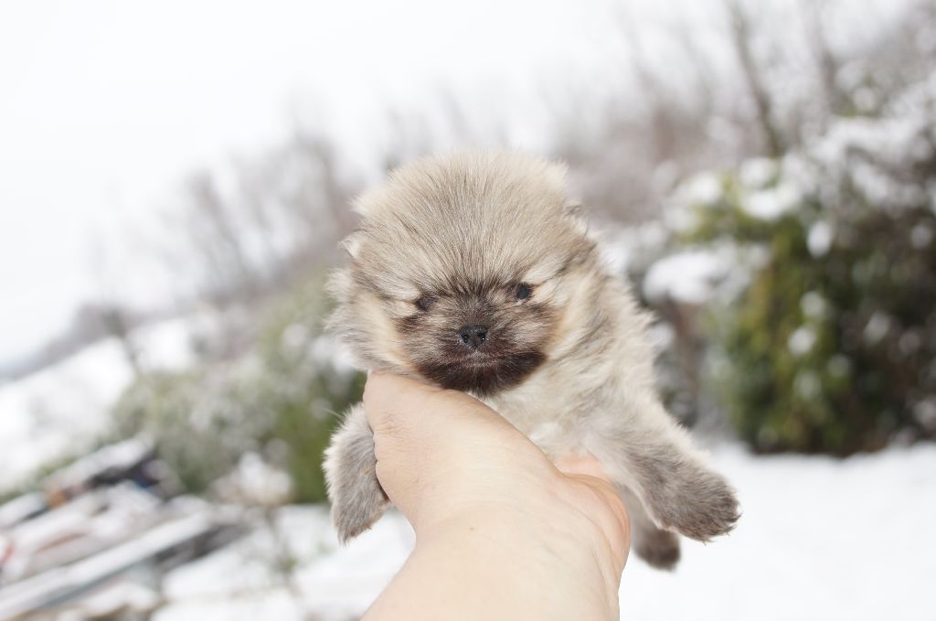 du royaume des petits Anges - Spitz allemand - Portée née le 11/01/2018