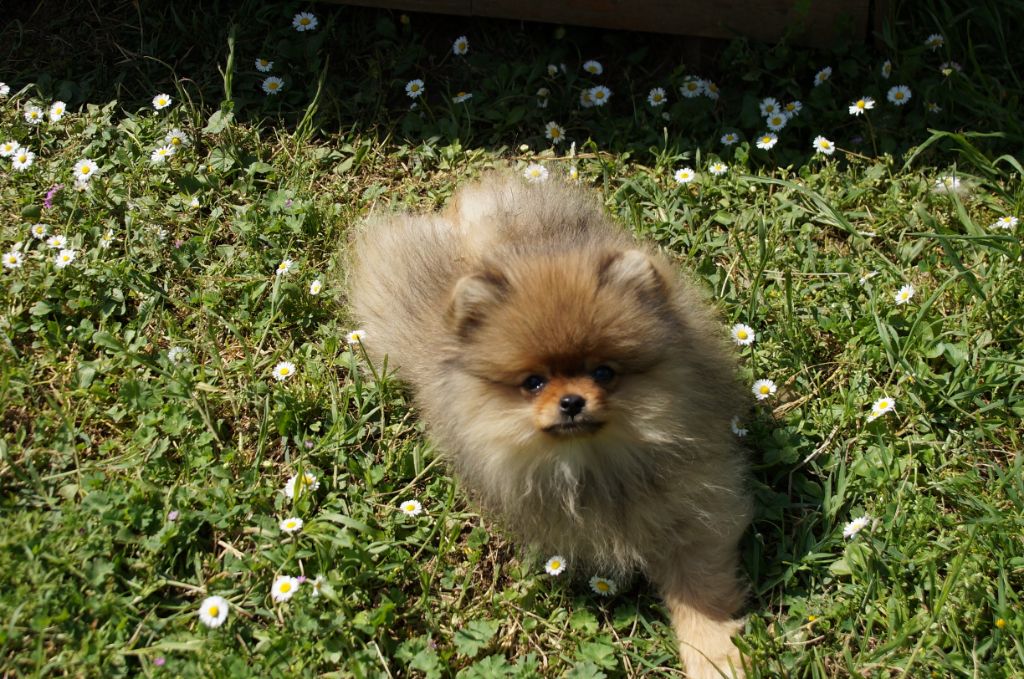 Chiot Spitz allemand du royaume des petits Anges