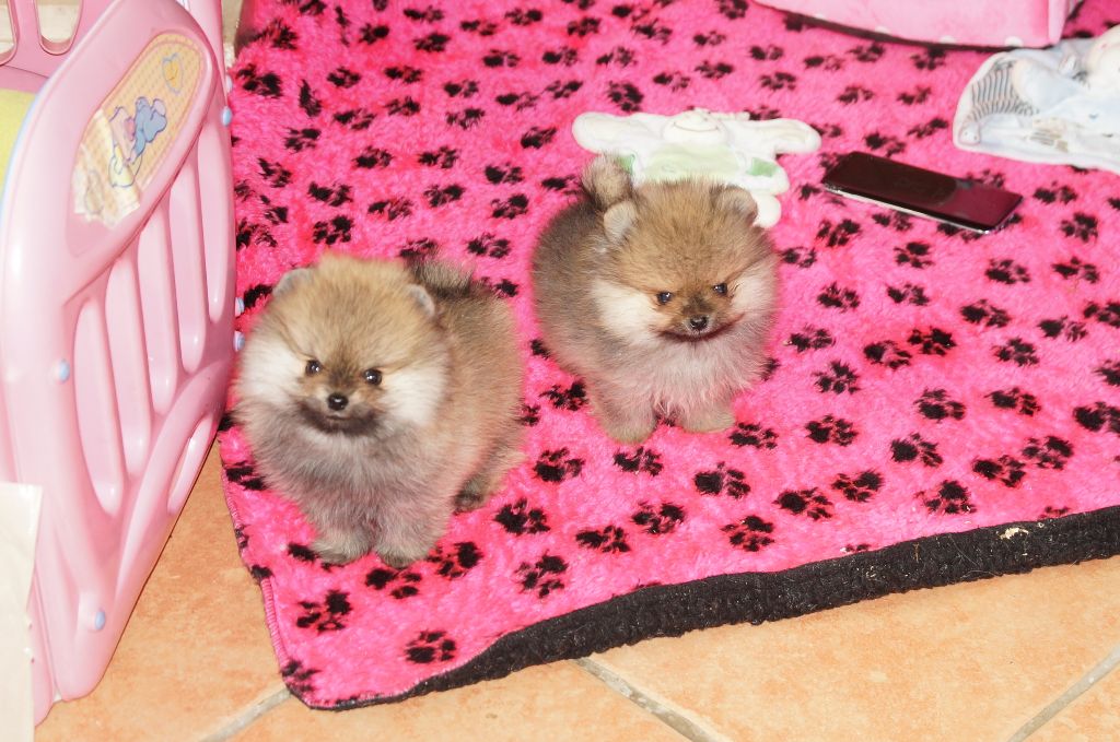 Chiot Spitz allemand du royaume des petits Anges