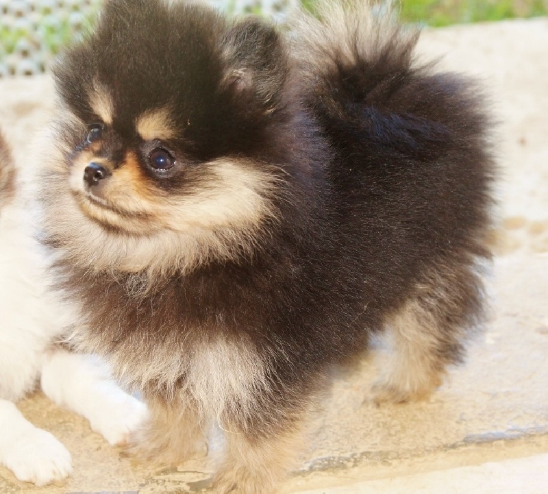 Chiot Spitz allemand du royaume des petits Anges