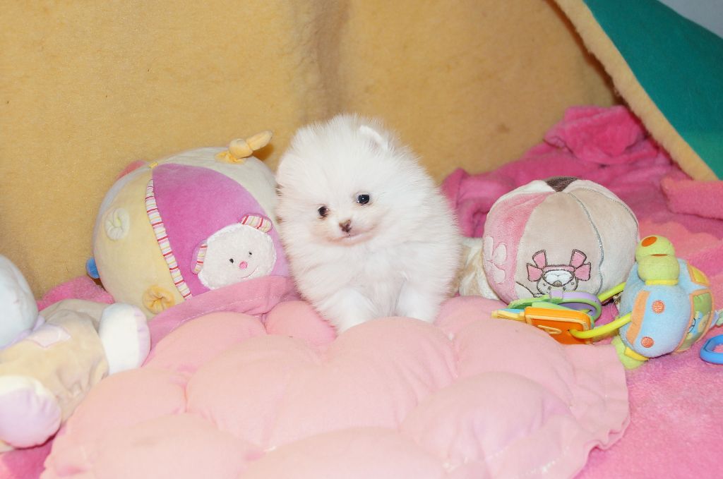 du royaume des petits Anges - Spitz allemand - Portée née le 02/01/2018