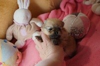 ODA POMERANIAN